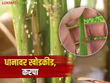 Bhat Karpa : उन्हाळी भात पिकावर खोडकिडा, करप्याचा प्रादुर्भाव, असे करा नियंत्रण  - Marathi News | Latest News Control the infestation of stem borer and scab on summer rice crop see details | Latest News at Lokmat.com