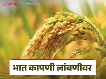 Paddy Crop : पावसामुळे भात कापणी लांबणीवर, शेतकरी चिंतेत, वाचा सविस्तर - Marathi News | Latest News Paddy Crop Rice harvest delayed due to rains in nashik district and kokan see details | Latest News at Lokmat.com