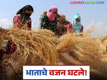 Agriculture News : घरातल्या साठवलेल्या भाताचे वजन घटतंय का? आताच 'ही' गोष्ट करा! - Marathi News | Latest News Agriculture News Rising heat affects stored rice paddy see details | Latest News at Lokmat.com