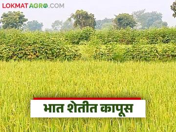 Cotton in Paddy Crop : 'प्रयोगशील शेती' : एकाच शेतात धानाबरोबरच कापूस, वाचा सविस्तर   - Marathi News | Latest news Cotton cultivation in rice farming, experiment of farmers in Gadchiroli district, read in detail | Latest News at Lokmat.com Cotton in Paddy Crop : 'प्रयोगशील शेती' : एकाच शेतात धानाबरोबरच कापूस, वाचा सविस्तर   - Marathi News | Latest news Cotton cultivation in rice farming, experiment of farmers in Gadchiroli district, read in detail | Latest News at Lokmat.com