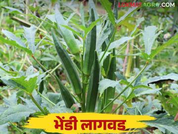 Bhendi Lagwad : रब्बी हंगामात भेंडी पिक ठरतेय फायदेशीर कशी कराल लागवड? - Marathi News | Bhendi Lagwad : Okra crop is profitable in Rabi season How to cutivate? | Latest News at Lokmat.com