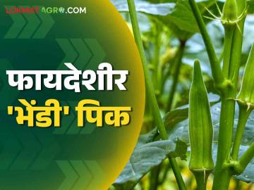 बारमाही उत्पादनासाठी हे आहे फायदेशीर भाजीपाला पिक; कशी कराल लागवड? - Marathi News | This is a profitable vegetable crop for perennial production; How to cultivate it? | Latest News at Lokmat.com बारमाही उत्पादनासाठी हे आहे फायदेशीर भाजीपाला पिक; कशी कराल लागवड? - Marathi News | This is a profitable vegetable crop for perennial production; How to cultivate it? | Latest News at Lokmat.com