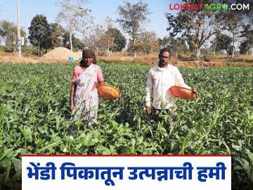 Agriculture News : भाजीपाला दरात घसरण, मात्र अर्धा एकर भेंडी पिकातुन पन्नास हजार रुपये उत्पन्नाची हमी - Marathi News | Agriculture News Vegetable prices fall, Income of fifty thousand rupees from half an acre of bhendi crop | Latest News at Lokmat.com