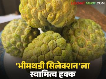 फळात गराचे प्रमाण अधिक असलेला सीताफळाचा नवीन वाण आला; काय आहेत वैशिष्ट्ये? वाचा सविस्तर - Marathi News | A new variety of custard apple with high pulp content has been introduced; what are its features? Read in detail | Latest News at Lokmat.com