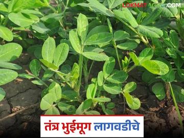 पाण्याचा निचरा होणाऱ्या जमिनीत खरीपातही भुईमूग लागवड शक्य; कसे कराल व्यवस्थापन? - Marathi News | Groundnut cultivation is possible even in Kharif in drained land; how will you manage it? | Latest News at Lokmat.com