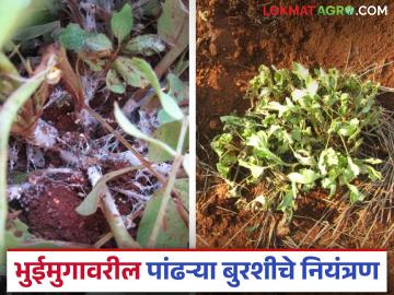 भुईमुगाची मुळं सडली अन् खोडावर पांढरी बुरशी आलीय; कशी रोखणार? वाचा सविस्तर - Marathi News | Groundnut roots are rotting and white fungus has appeared on the trunk; how to prevent it? Read in detail | Latest News at Lokmat.com