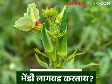 Bhendi Lagwad : बारमाही भाजीपाला शेतीसाठी भेंडी लागवड ठरतेय फायदेशीर - Marathi News | Bhendi Lagwad : Okra cultivation is proving beneficial for perennial vegetable farming | Latest News at Lokmat.com Bhendi Lagwad : बारमाही भाजीपाला शेतीसाठी भेंडी लागवड ठरतेय फायदेशीर - Marathi News | Bhendi Lagwad : Okra cultivation is proving beneficial for perennial vegetable farming | Latest News at Lokmat.com