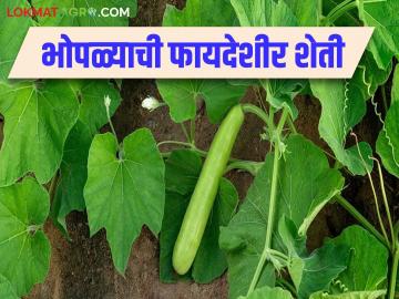 Bhopla Sheti : भोपळ्याच्या 'या' वाणाची फायदेशीर शेती करा, इथून मिळवा बियाणे  - Marathi News | Latest News Bhopla farming Good income from cultivation of PSPL variety pumpkin Buy seed here | Latest News at Lokmat.com