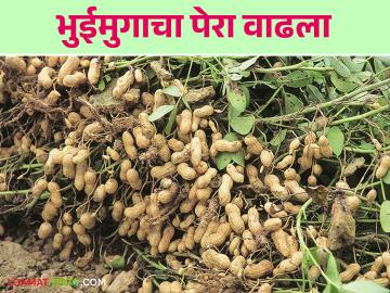 Groundnut cultivation : भुईमूग लागवडीची लगबग सुरु; असे करा नियोजन वाचा सविस्तर - Marathi News | Groundnut cultivation: Groundnut cultivation is about to start; Read the plan in detail | Latest News at Lokmat.com