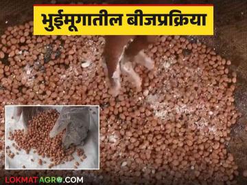 Bhuimug Beej Prakriya : उन्हाळी भुईमुगाची उगवण चांगली होण्यासाठी पेरणी अगोदर बियांवर करा ही प्रक्रिया - Marathi News | For better germination of summer groundnut, do this process on seeds before sowing | Latest News at Lokmat.com