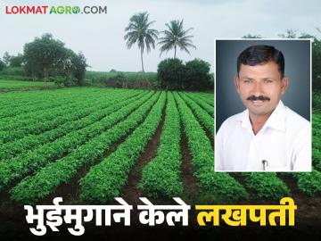 भुईमुग पिकात हिरवळीच्या खतांनी केली जादू; एक एकर क्षेत्रातून निघाले सव्वालाखाचे उत्पन्न - Marathi News | Green manures worked magic in groundnut crop; one acre of land yielded Rs. 1.5 lakh income | Latest News at Lokmat.com भुईमुग पिकात हिरवळीच्या खतांनी केली जादू; एक एकर क्षेत्रातून निघाले सव्वालाखाचे उत्पन्न - Marathi News | Green manures worked magic in groundnut crop; one acre of land yielded Rs. 1.5 lakh income | Latest News at Lokmat.com