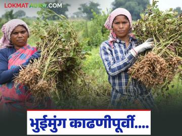 Bhuimung Harvest : भुईमुगाची काढणी नेमकी कधी करावी, काय संकेत असतात? वाचा सविस्तर - Marathi News | Latest News Bhuimug Kadhani Advice on taking some important precautions before harvesting groundnuts | Latest News at Lokmat.com Bhuimung Harvest : भुईमुगाची काढणी नेमकी कधी करावी, काय संकेत असतात? वाचा सविस्तर - Marathi News | Latest News Bhuimug Kadhani Advice on taking some important precautions before harvesting groundnuts | Latest News at Lokmat.com