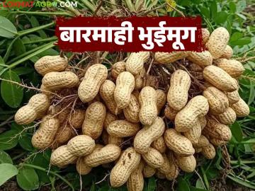 बारमाही उत्पादन देणाऱ्या भुईमूग पिकाची लागवड करताना करा 'ह्या' सुधारित तंत्राचा अवलंब - Marathi News | Adopt this improved technique while cultivating perennial groundnut crop | Latest News at Lokmat.com