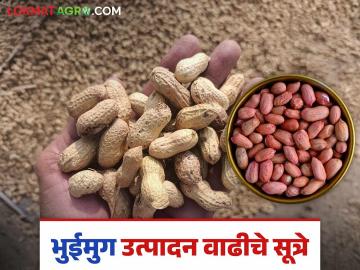 Bhuimug Utpadan : भुईमुगातील शेंगाचे व तेलाचे उत्पादन वाढविण्यासाठी करा हे उपाय - Marathi News | Bhuimug Utpadan : Take these measures to increase the production of groundnut pods and oil | Latest News at Lokmat.com Bhuimug Utpadan : भुईमुगातील शेंगाचे व तेलाचे उत्पादन वाढविण्यासाठी करा हे उपाय - Marathi News | Bhuimug Utpadan : Take these measures to increase the production of groundnut pods and oil | Latest News at Lokmat.com