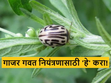 Agriculture News : 2 रूपयात शेतातील गाजर गवत नष्ट करा, झायगोग्रामा भुंगे विक्रीसाठी उपलब्ध - Marathi News | Latest News Agriculture News Zygogramma weed that destroys carrot grass available for sale Parbhani Agricultural University  | Latest News at Lokmat.com