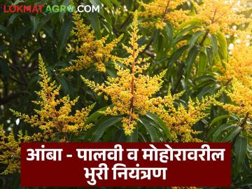 आंबा बागेतील पालवी आणि मोहोरावरील भुरी रोग कसा ओळखायचा, वाचा सविस्तर  - Marathi News | Latest News amba bag How to identify brown spot disease on leaves and blossoms in mango orchard | Latest News at Lokmat.com