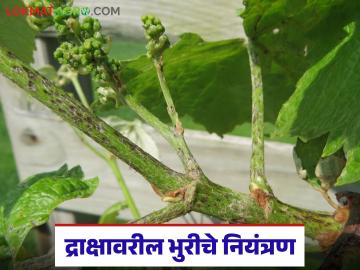 द्राक्षावरील भुरी रोगाची लक्षणे अन् त्याचे नियंत्रण कसे करावे, जाणून घ्या सविस्तर 