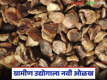 Bibba Research Project : भानखेडेचा गोडंबी उद्योग पोहोचला राज्यस्तरावर; संशोधन प्रकल्पाला मोठा सन्मान - Marathi News | latest news Bibba Research Project: Bhankhede's cow dung industry reaches state level; Great honor for research project | Latest News at Lokmat.com