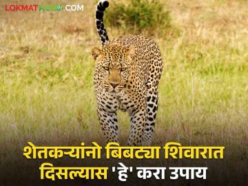 Leopard Awareness : बिबट्या फिरतोय शिवारात; शेतकऱ्यांनो 'ही' घ्या खबरदारी ! वाचा सविस्तर - Marathi News | Leopard Awareness : leopard in farms; Farmers be careful! | Latest News at Lokmat.com