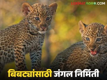 Bibtya in Maharashtra : बिबट्याला आवरण्यासाठी राज्यात 'या' जिल्ह्यात होणार चार जंगलांची निर्मिती - Marathi News | Bibtya in Maharashtra : Four forests will be created in this district of the state to contain the leopard | Latest News at Lokmat.com