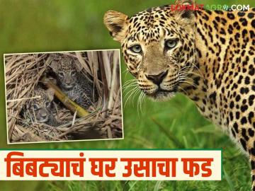 Bibtya : बिबट्या म्हणतोय जरा माझं पण ऐका..! मी झालोय घर का ना घाट का - Marathi News | Bibtya : Leopard is saying just listen to me..! Why have I become a no home or no forest? | Latest News at Lokmat.com Bibtya : बिबट्या म्हणतोय जरा माझं पण ऐका..! मी झालोय घर का ना घाट का - Marathi News | Bibtya : Leopard is saying just listen to me..! Why have I become a no home or no forest? | Latest News at Lokmat.com