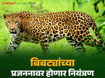 Bibtya attack in Maharashtra : बिबट्यांचे हल्ले रोखणार उपाययोजनांसाठी ४.५ कोटी खर्चाला मान्यता - Marathi News | Bbibtya attack in Maharashtra : 4.5 crore approved for measures to prevent leopard attacks | Latest News at Lokmat.com Bibtya attack in Maharashtra : बिबट्यांचे हल्ले रोखणार उपाययोजनांसाठी ४.५ कोटी खर्चाला मान्यता - Marathi News | Bbibtya attack in Maharashtra : 4.5 crore approved for measures to prevent leopard attacks | Latest News at Lokmat.com