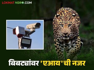 Bibtya AI Alert : शिराळा तालुक्यातील १८ गावांत आता बिबट्या दिसताच एआय देणार अलर्ट - Marathi News | Bibtya AI Alert : Now AI will give alert when leopard is seen in 18 villages of Shirala taluka | Latest News at Lokmat.com