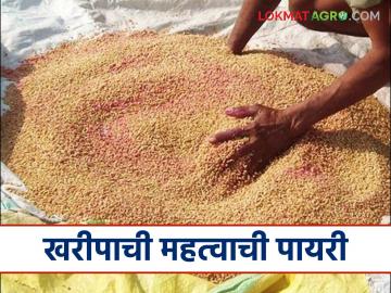 खरीपातील पिकांची कीड व रोगमुक्त उगवण होण्यासाठी पेरणीपूर्वी करा हे सोपे उपाय - Marathi News | To ensure pest and disease-free germination of Kharif crops, follow these simple steps before sowing. | Latest News at Lokmat.com खरीपातील पिकांची कीड व रोगमुक्त उगवण होण्यासाठी पेरणीपूर्वी करा हे सोपे उपाय - Marathi News | To ensure pest and disease-free germination of Kharif crops, follow these simple steps before sowing. | Latest News at Lokmat.com