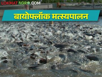 biofloc fish farming मत्स्यपालनात आलं नवीन तंत्रज्ञान; आता कमी जागेत, कमी कालावधीत घ्या अधिक उत्पादन - Marathi News | biofloc fish farming New technology in fisheries; Now get more product in less space, in less time | Latest News at Lokmat.com