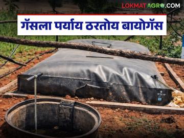 Biogas : गॅस सिलेंडरला बाय-बाय, 'या' गावामध्ये होतोय बायोगॅसवर स्वयंपाक, कसा उभारला प्लांट - Marathi News | Latest news Bye-bye to gas cylinders, cooking is done on biogas in village, how the plant was set up | Latest News at Lokmat.com Biogas : गॅस सिलेंडरला बाय-बाय, 'या' गावामध्ये होतोय बायोगॅसवर स्वयंपाक, कसा उभारला प्लांट - Marathi News | Latest news Bye-bye to gas cylinders, cooking is done on biogas in village, how the plant was set up | Latest News at Lokmat.com