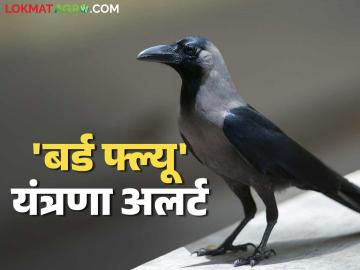 Bird flu: 'बर्ड फ्ल्यू'मुळे धाराशिव जिल्ह्याची यंत्रणा 'हाय अलर्ट मोड'वर! - Marathi News | Bird flu: Dharashiv district system on 'high alert mode' due to 'bird flu'! | Latest News at Lokmat.com