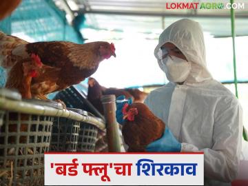 Bird Flu: राज्यात 'बर्ड फ्लू' मुळे टेन्शन वाढले; 'हाय अलर्ट' जारी - Marathi News | Bird Flu: latest news Tension increased due to 'Bird Flu' in the state; 'High alert' issued | Latest News at Lokmat.com