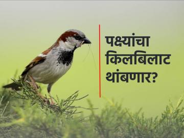 climate change: वाढत्या तापमानामुळे शेतजमिनींवरील पक्ष्यांच्या घरट्यांमध्ये घट - Marathi News | Climate change: Decline in bird nests on farmland due to rising temperatures | Latest News at Lokmat.com