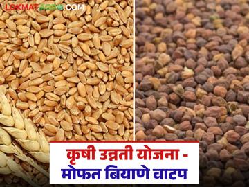 अनुदानावर गहू, हरभरा बियाणे, 10 किलोपासून ते 100 किलोपर्यंत बियाणे मिळणार - Marathi News | Latest news Biyane Anudan Wheat, gram seeds vikri seeds from 10 kg to 100 kg will be available on subsidy | Latest market-yard News at Lokmat.com