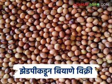 नाशिक जिल्हा परिषदेकडून 50 टक्के अनुदानावर बियाणे विक्री, असा करा अर्ज  - Marathi News | Latest News agriculture News Nashik Zilla Parishad sells seeds at 50 percent subsidy, apply here | Latest News at Lokmat.com