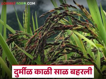 बाजारात १० ते १२ हजार रुपये क्विंटल भाव मिळणाऱ्या 'ह्या' भाताने आदिवासी शेतकऱ्यांची राने बहरली - Marathi News | Tribal farmers fields have flourished with this rice, which fetches Rs 10,000 to Rs 12,000 per quintal in the market | Latest News at Lokmat.com बाजारात १० ते १२ हजार रुपये क्विंटल भाव मिळणाऱ्या 'ह्या' भाताने आदिवासी शेतकऱ्यांची राने बहरली - Marathi News | Tribal farmers fields have flourished with this rice, which fetches Rs 10,000 to Rs 12,000 per quintal in the market | Latest News at Lokmat.com