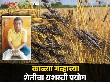 Success Story : अहमदनगरमध्ये काळ्या गव्हाच्या शेतीचा यशस्वी प्रयोग, दोन गुंठ्यात चांगलं उत्पादन  - Marathi News | Latest news Successful experiment of black wheat farming in Ahmednagar see details | Latest News at Lokmat.com