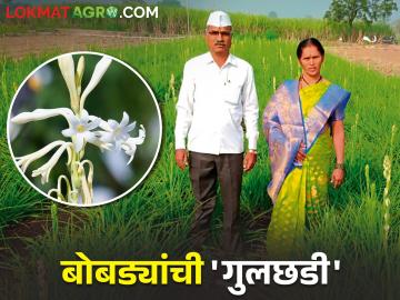 कमी खर्चामध्ये जास्त उत्पन्न देणाऱ्या या हुकमी पिकाने बोबडे कुटुंबाच्या जीवनात आणला सुगंध - Marathi News | This assured crop, which gives high income at low cost, brought fragrance to the life of the Bobde family | Latest News at Lokmat.com