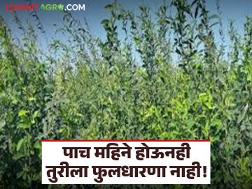 नामांकित कंपनीच्या 'या' वाणाचे तुर बियाणे निघाले बोगस; पाच महिने होऊनही तुरीला फुलधारणा नाही - Marathi News | Tur seeds of this variety from a renowned company turned out to be fake; Tur has not flowered even after five months | Latest News at Lokmat.com