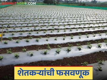 Bogus Mirchi: शेतकऱ्यांना फसवणाऱ्या कंपनीला मिरची झोंबणार; काय आहे प्रकरण वाचा सविस्तर - Marathi News | Bogus Mirchi: latest news Chilli will be thrown at the company that cheated farmers; Read the case in detail | Latest News at Lokmat.com