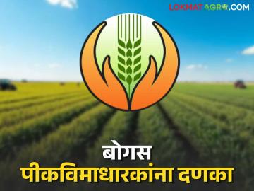 Bogus Crop Insurance : ८४० बोगस पीकविमाधारकांना नोटीस; घेतलेले पैसे होणार वसूल वाचा सविस्तर - Marathi News | Bogus Crop Insurance: Notice to 840 bogus crop insurance holders; Money taken will be recovered Read in detail | Latest News at Lokmat.com
