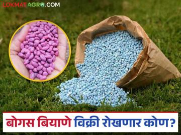 Bogus Seeds: बोगस बियाणे विक्री करणाऱ्यांवर कृषी विभागाची असेल करडी नजर; जाणून घ्या सविस्तर - Marathi News | Bogus Seeds: Agriculture Department will keep a close eye on those selling bogus seeds; Know the preparations of the Agriculture Department | Latest News at Lokmat.com