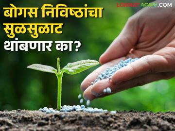 Bogus Agriculture Inputs: गतवर्षीचे ४३ नमुने अप्रमाणित; यंदा बोगसगिरीला चाप बसणार का? वाचा सविस्तर - Marathi News | Bogus Agriculture Inputs : 43 samples from last year were uncertified; Will bogus inputs be curbed this year? Read in detail | Latest News at Lokmat.com