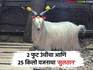 टोकदार शिंगे, रेशमी केस… 'सुलतान'ची एंट्री ठरणार चर्चेचा विषय! वाचा सविस्तर - Marathi News | latest news Pointed horns, silky hair… ‘Sultan’s’ entry will be a topic of discussion! | Latest News at Lokmat.com टोकदार शिंगे, रेशमी केस… 'सुलतान'ची एंट्री ठरणार चर्चेचा विषय! वाचा सविस्तर - Marathi News | latest news Pointed horns, silky hair… ‘Sultan’s’ entry will be a topic of discussion! | Latest News at Lokmat.com