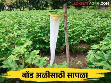 कापूस पिकात गुलाबी बोंड अळीच्या नियंत्रणासाठी कसे कराल जैविक उपाय - Marathi News | How to use biological measures to control pink bollworm in cotton crop | Latest News at Lokmat.com कापूस पिकात गुलाबी बोंड अळीच्या नियंत्रणासाठी कसे कराल जैविक उपाय - Marathi News | How to use biological measures to control pink bollworm in cotton crop | Latest News at Lokmat.com