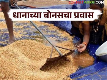 Dhan Bonus : धानाच्या बोनसचा प्रति क्विंटल ते हेक्टरपर्यंतचा प्रवास, जाणून घ्या सविस्तर  - Marathi News | Dhan Bonus knopromise of giving bonus to the paddy farmers was delay in detail | Latest News at Lokmat.com