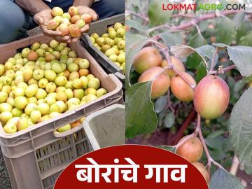 सोलापूर जिल्ह्यातील या गावातील शेतकऱ्यांनी कुसळं उगवणाऱ्या माळावर फुलवली बोरांची शेती - Marathi News | Farmers in this village in Solapur district have flourished their farm by ber crop on the dry grass barren land | Latest News at Lokmat.com सोलापूर जिल्ह्यातील या गावातील शेतकऱ्यांनी कुसळं उगवणाऱ्या माळावर फुलवली बोरांची शेती - Marathi News | Farmers in this village in Solapur district have flourished their farm by ber crop on the dry grass barren land | Latest News at Lokmat.com