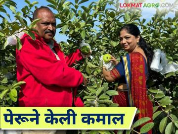 Farmer Success Story : पेरूच्या आठशे झाडांतून शेतकरी बोराडे यानी घेतले २० लाखांचे उत्पन्न - Marathi News | Farmer Success Story : Farmer Borade earned an income of Rs. 20 lakhs from eight hundred Peruvian trees | Latest News at Lokmat.com
