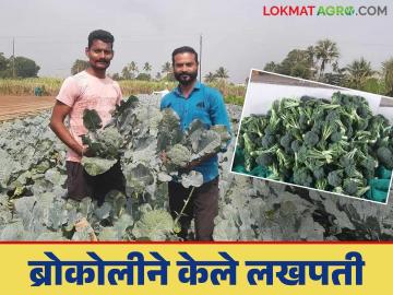 शेतीमध्ये पहिलेच पाऊल टाकत केली या विदेशी पिकाची लागवड; खर्च वजा जाता तीन लाखांचे उत्पन्न - Marathi News | Taking his first step in agriculture, he cultivated this exotic crop; after deducting expenses, he earned an income of three lakhs | Latest News at Lokmat.com