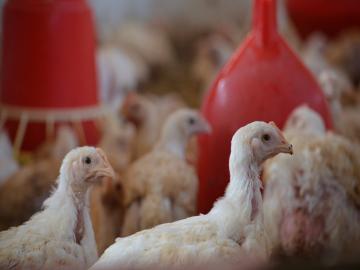 पावसाळ्यात ब्रॉयलर कोंबड्यांची कशी घ्याल काळजी? - Marathi News | How to take care of broiler chickens in rainy season? | Latest agriculture News at Lokmat.com